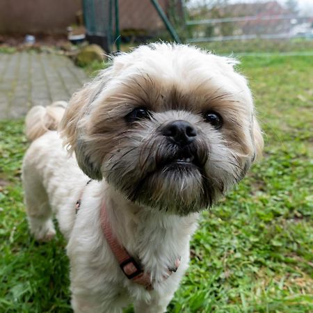 Fewo Harzer Weitblick, Hunde Willkommen, W-Lan, 2X Smart Tv, Dtv 4 Sterne, 4 Pfoten Браунлаге Экстерьер фото