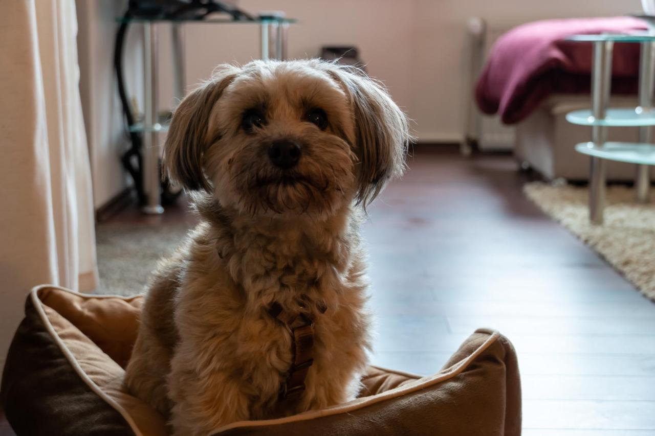 Fewo Harzer Weitblick, Hunde Willkommen, W-Lan, 2X Smart Tv, Dtv 4 Sterne, 4 Pfoten Браунлаге Экстерьер фото